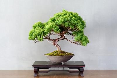 bonsai